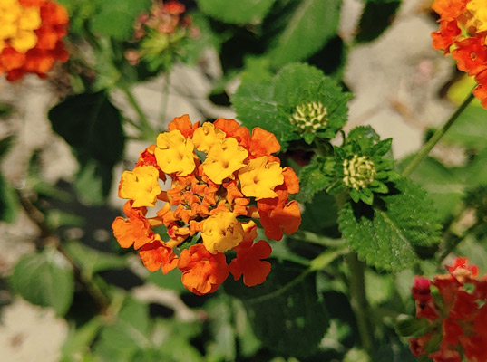 Fiore arancione - Pian dell'Armà